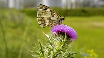 A butterfly on a flower. A butterfly on a flower.
