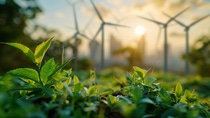 A field with green crop during sunset. In the background, wind turbines are visible against the sunlit sky. A field with green crop during sunset. In the background, wind turbines are visible against the sunlit sky.