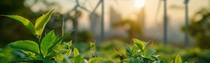 A field with green crop during sunset. In the background, wind turbines are visible against the sunlit sky.